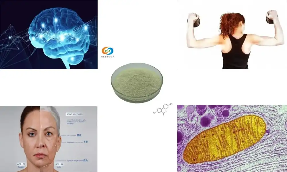 Urolithin A Benefits: Boost Your Mitochondria and Energy Levels